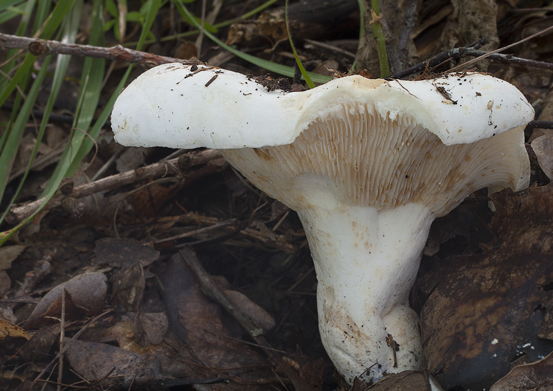 Lactarius bertillonii